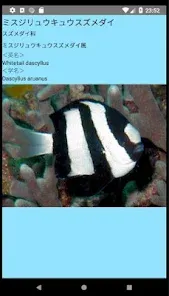 沖縄の魚図鑑